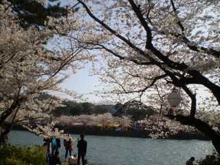 宇治川の桜