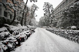 京大の雪